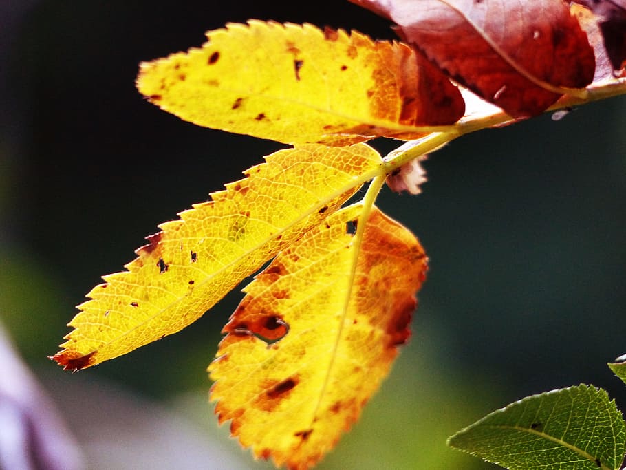Leaves, Rowan Tree, Fall, Colorful, autumn, nature, macro, yellow HD wallpaper