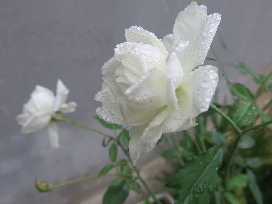 flower, nature, flora, leaf, beautiful, beauty in nature, flowering plant HD wallpaper