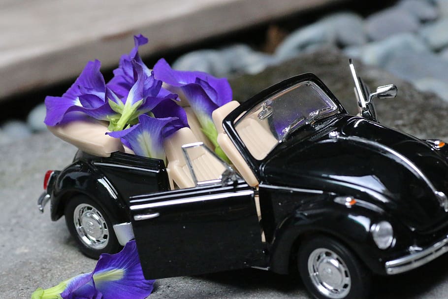 Model Car, Flower, Decoration, purple, transportation, day HD wallpaper