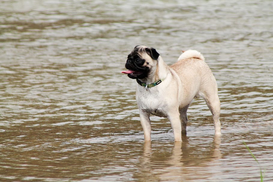 pug, dog, river, play, beautiful dog, breed pug, pets, animals HD wallpaper