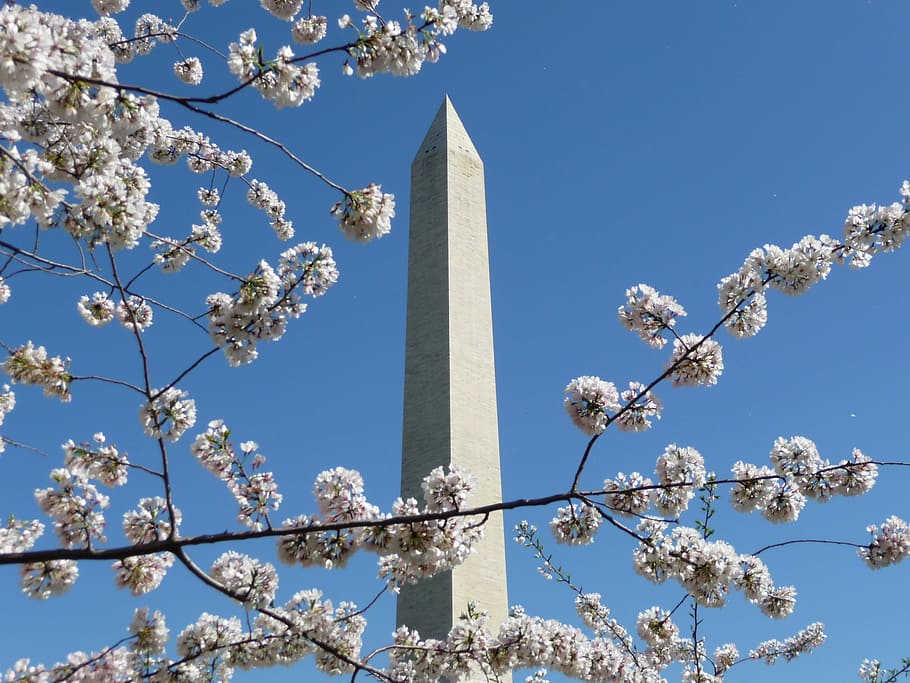 Washington, Monument, Cherry Blossom, no people, day, blue HD wallpaper