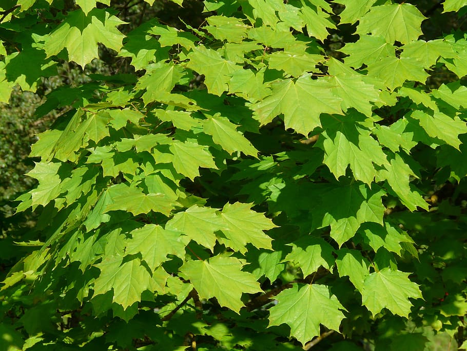 maple, maple leaves, leaf, tree, green, light, norway maple, HD wallpaper
