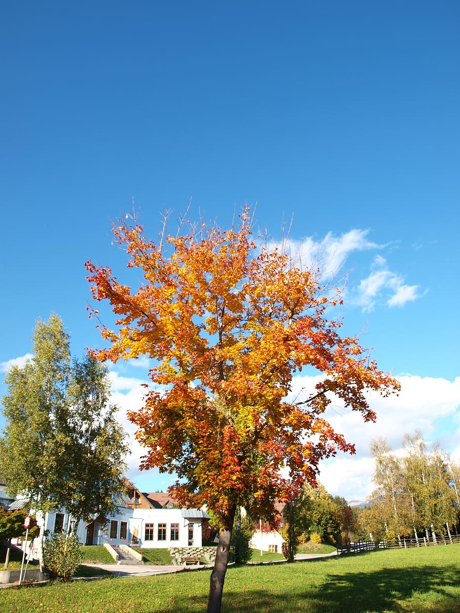 tree, autumn, nature, leaf, sky, plant, grass, change, day HD wallpaper