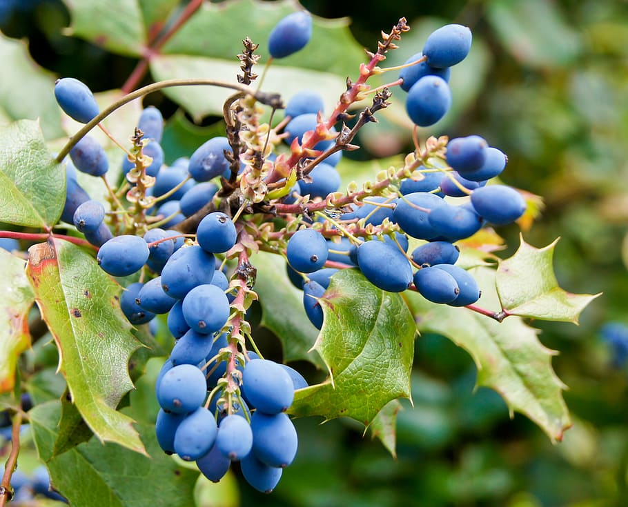 bush, berries, blue, green, background image, fruit, agriculture HD wallpaper