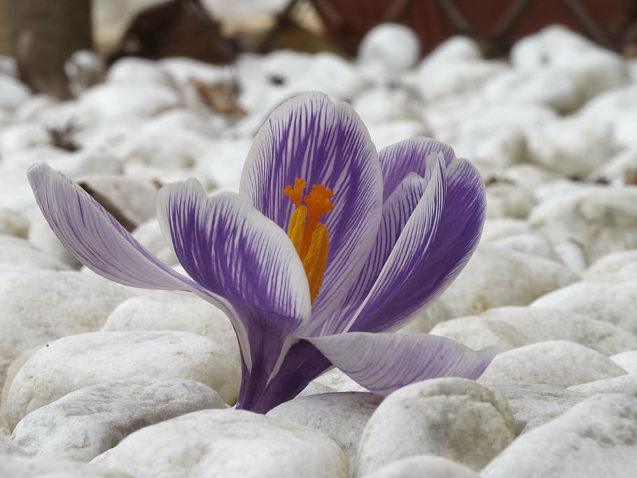 crocus, flowers, macro, color, plant, purple flowers, spring HD wallpaper