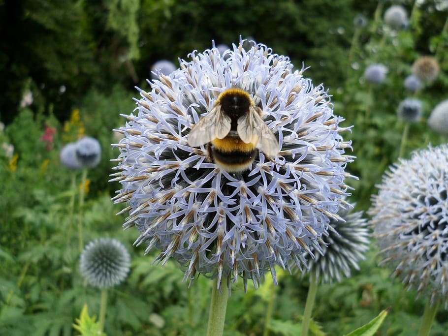 Bee, Flowers, Bumble, fragility, nature, plant, flower head HD wallpaper