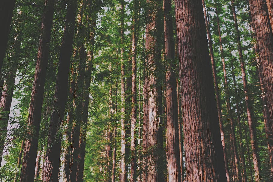 bark, forest, leaves, nature, outdoors, trees, woods, plant HD wallpaper