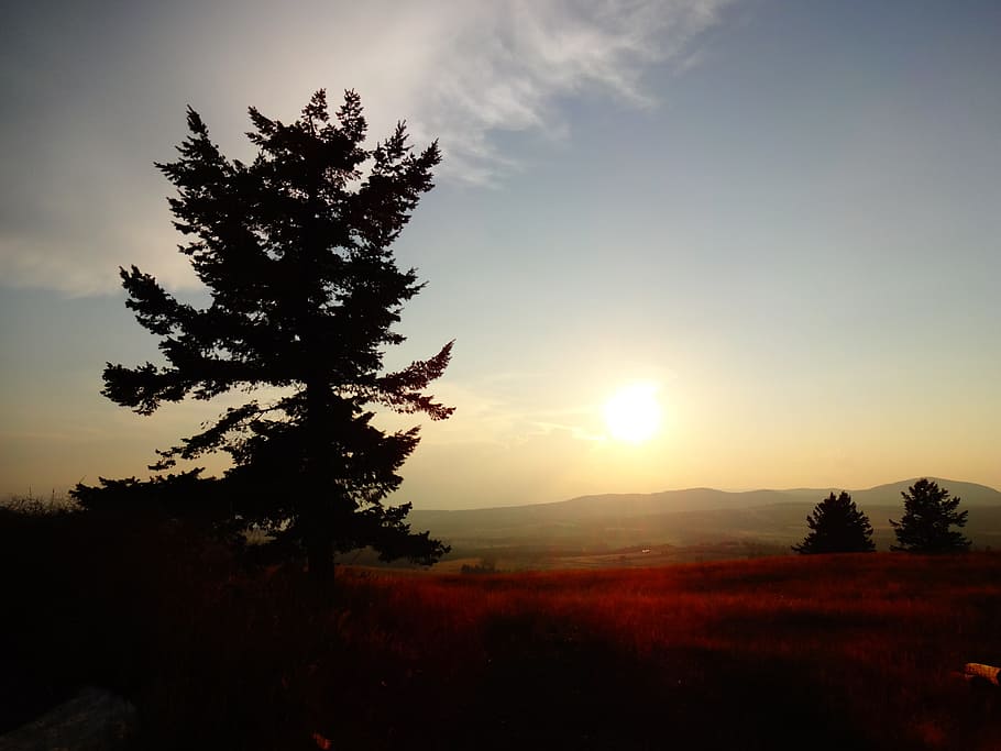 Tree, Nature, Sunset, Natural, Landscape, outdoor, summer, sky HD wallpaper