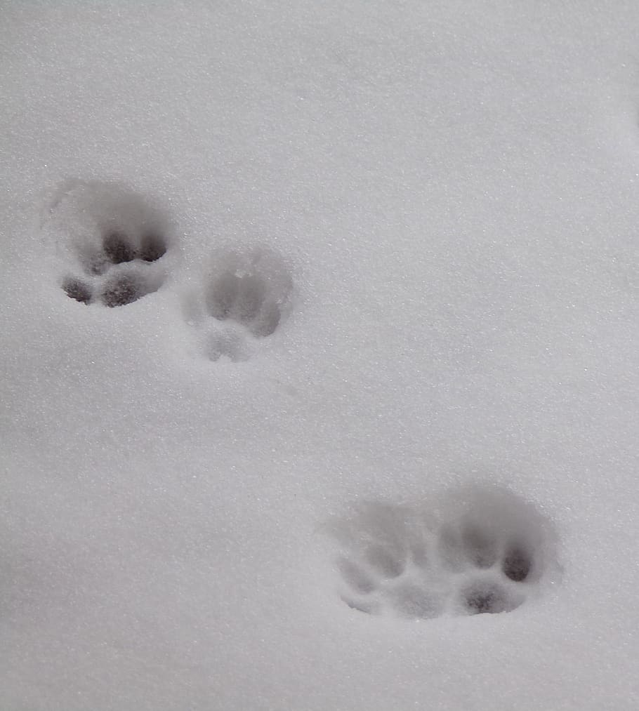 snow, winter, cat, cold temperature, no people, white color HD wallpaper