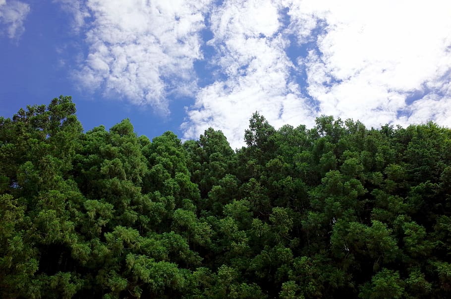 sky, forest, wood, green, mountain, cloud, tree, plant, cloud - sky HD wallpaper