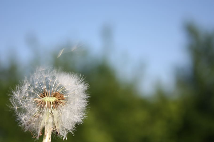dandelion, flowers, meadow, wind, spring, plant, freshness HD wallpaper