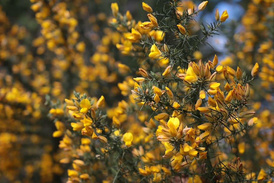 yellow, flower, nature, spring, broom, plant, summer, flowering plant HD wallpaper