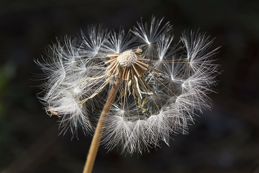 white dandelion, weed, nature, spring, allergic, allergy, seed HD wallpaper