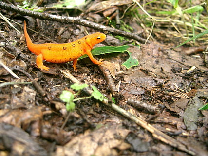 newt, eastern newt, red eft, orange, amphibian, appalachian trail HD wallpaper