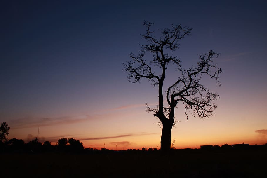 sunset, branch, tree, silhouette, sky, beauty in nature, plant HD wallpaper
