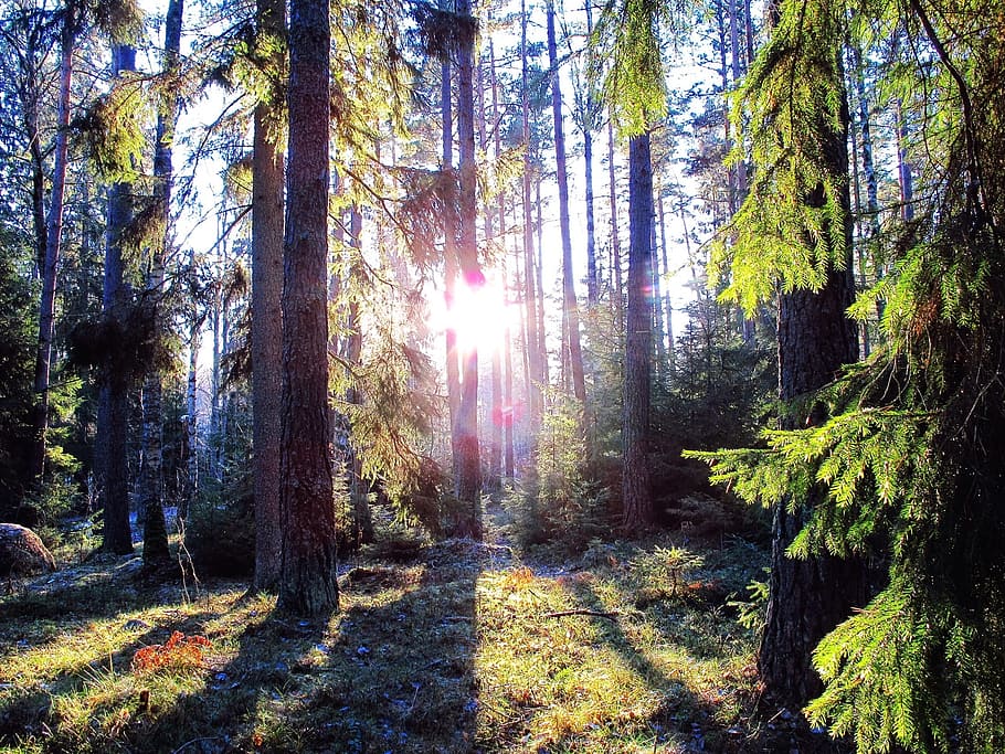 forest photography during daytime, sunlight, landscape, shadows HD wallpaper