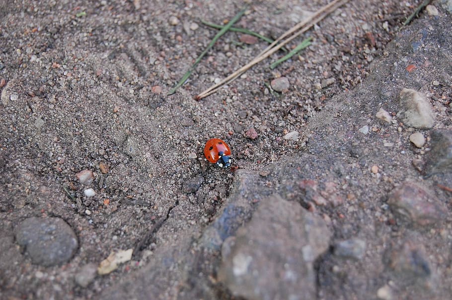 Ladybird, Macro, Small, Nature, one animal, animal themes, insect HD wallpaper