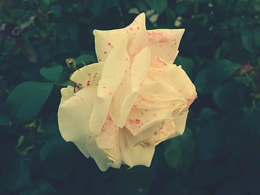 white petaled flower, bloom, garden, plant, nature, autumn HD wallpaper