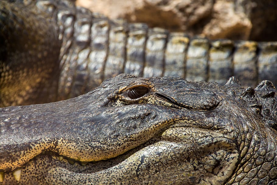 Crocodile, Reptile, Animal, Lizard, scaly, tooth, scale, close HD wallpaper