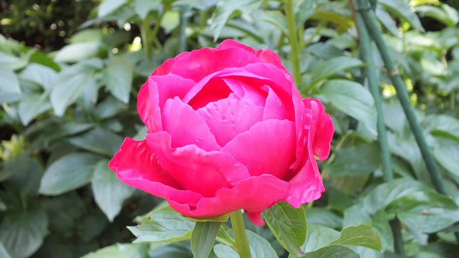 peony, pink, flowers, spring, flowering plant, freshness, beauty in nature HD wallpaper