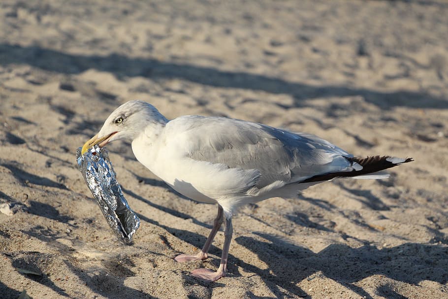 seagull, beach, ocean, bird, north sea, baltic sea, most beach HD wallpaper