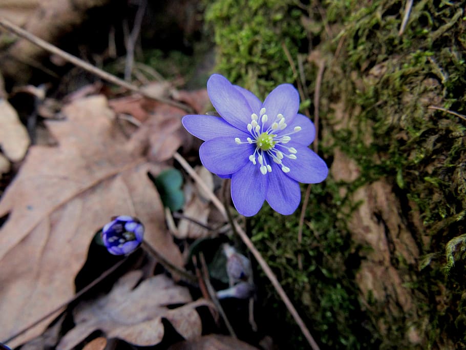 hepatica, march flower, spring, forest floor, outdoors, plant, HD wallpaper