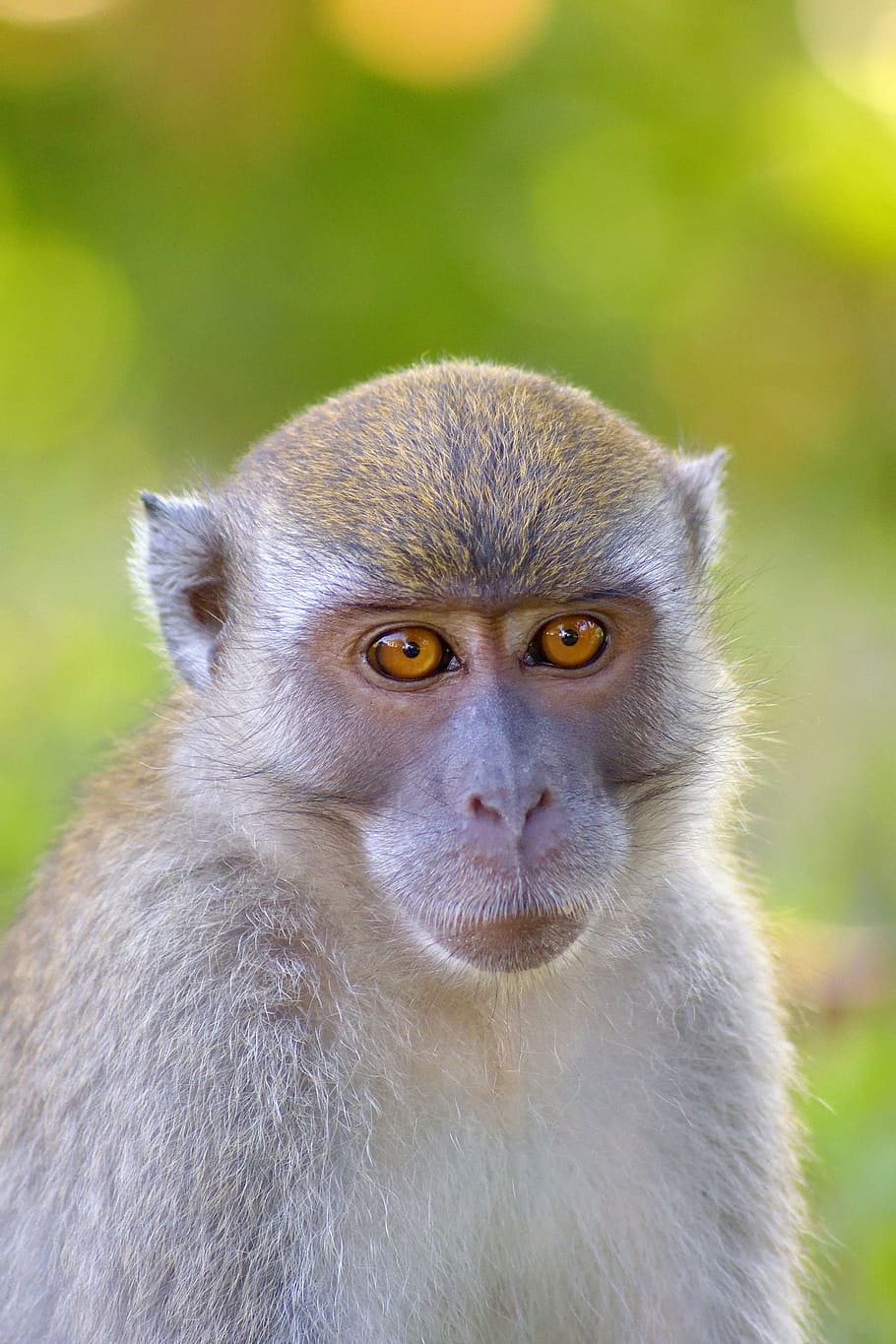 Monkey, Monkeys, Ape, Mammal, apes, mammals, animal, animals HD wallpaper