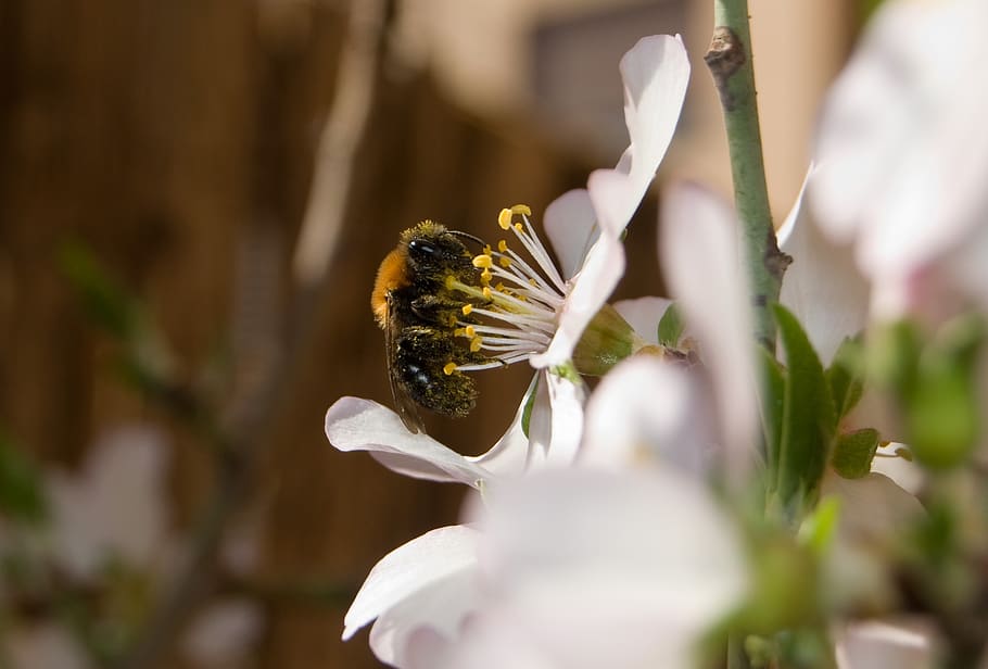 bee, almond tree, insect, flower, one animal, flowering plant HD wallpaper