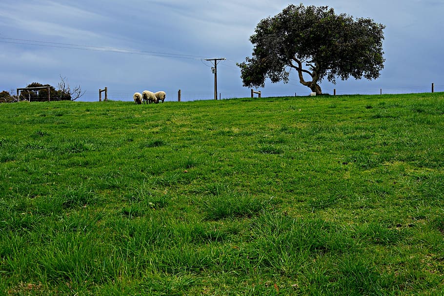 sheep, lone tree, horizon, rolling meadows, green fields, wide open spaces HD wallpaper
