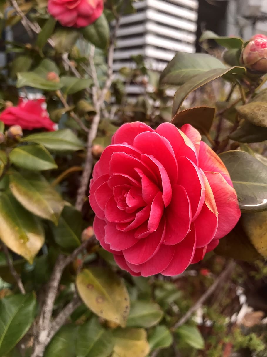 rose, flowers, red, flowering plant, beauty in nature, fragility HD wallpaper