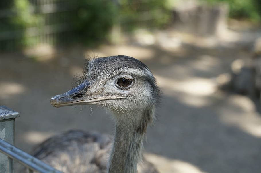 rhea bird, head, close, flightless bird, poultry, big bird HD wallpaper