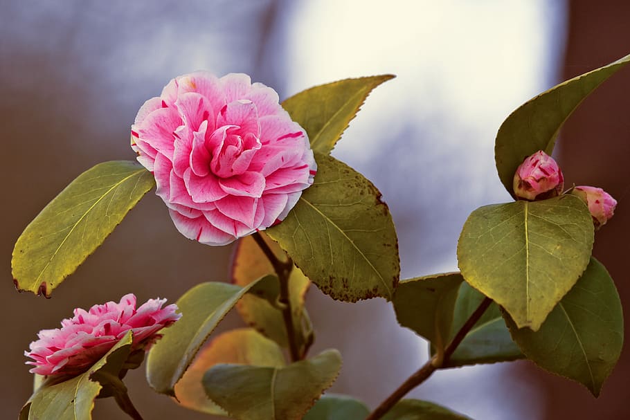 pink camellia flowers in bloom, camellia japonica, japanese camellia