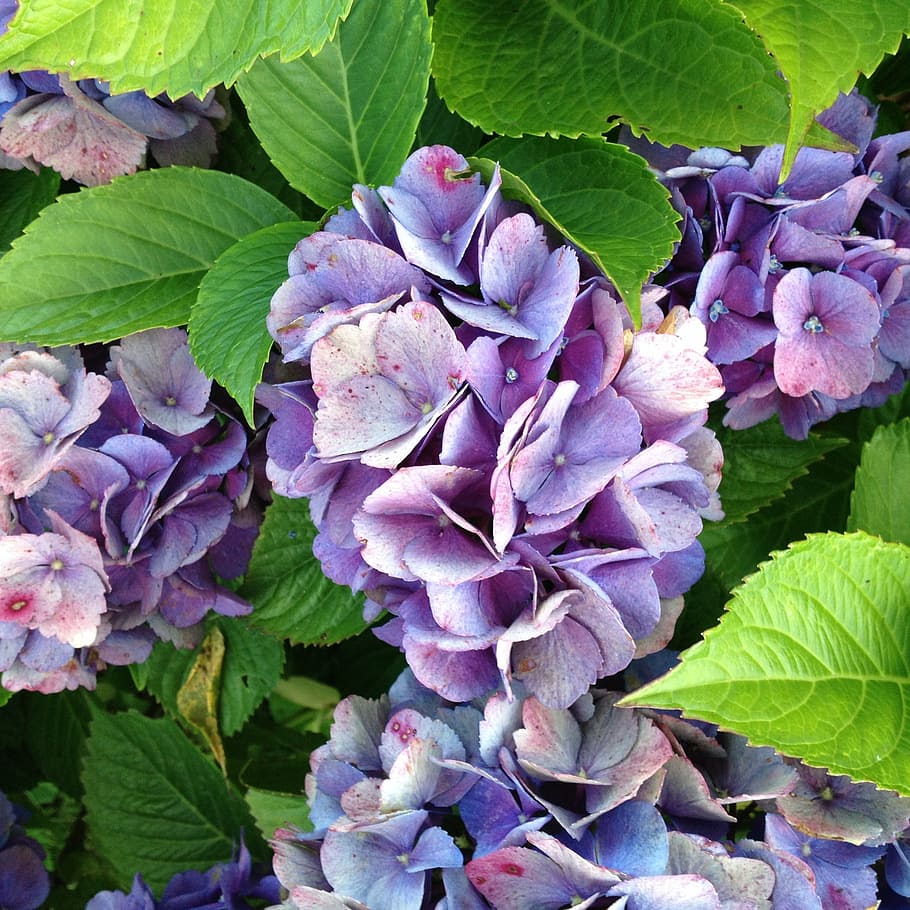 hydrangea, flowers, garden, hydrangea flowers, nature, leaf HD wallpaper