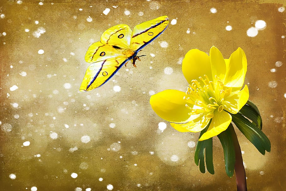 potentilla, kobold, plant, flower, blossom, bloom, yellow, butterfly, HD wallpaper