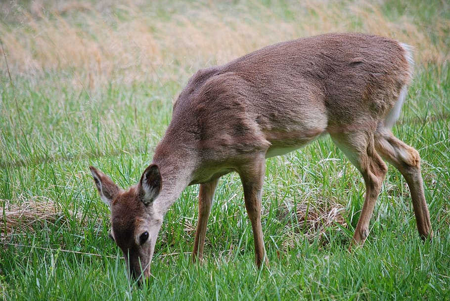 deer, meadow, wildlife, animal, animal themes, mammal, animal wildlife HD wallpaper