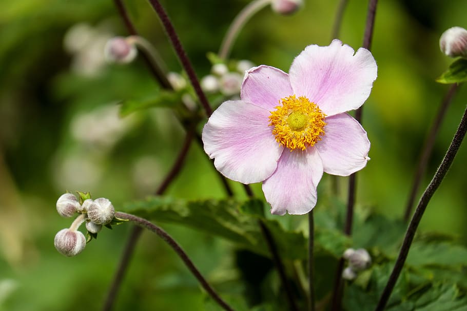 selective focus photograph of pink 5-petaled flower, anemone HD wallpaper