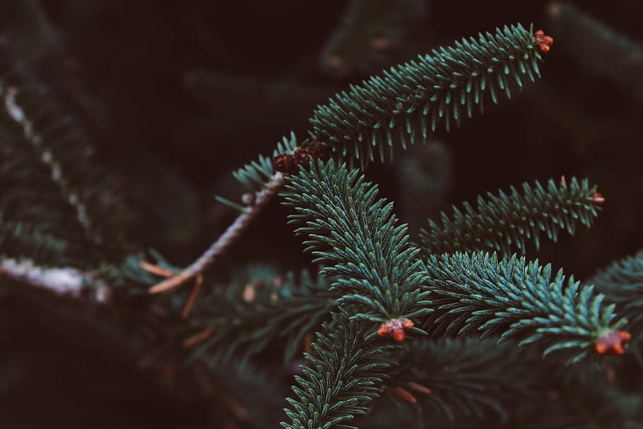 shallow focus photography of green leaves, green leaf plant, tree HD wallpaper