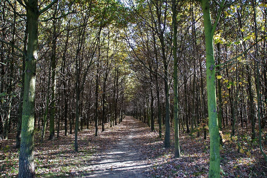 autumn, forest, forest road, trees, deciduous tree, walk, recreation HD wallpaper