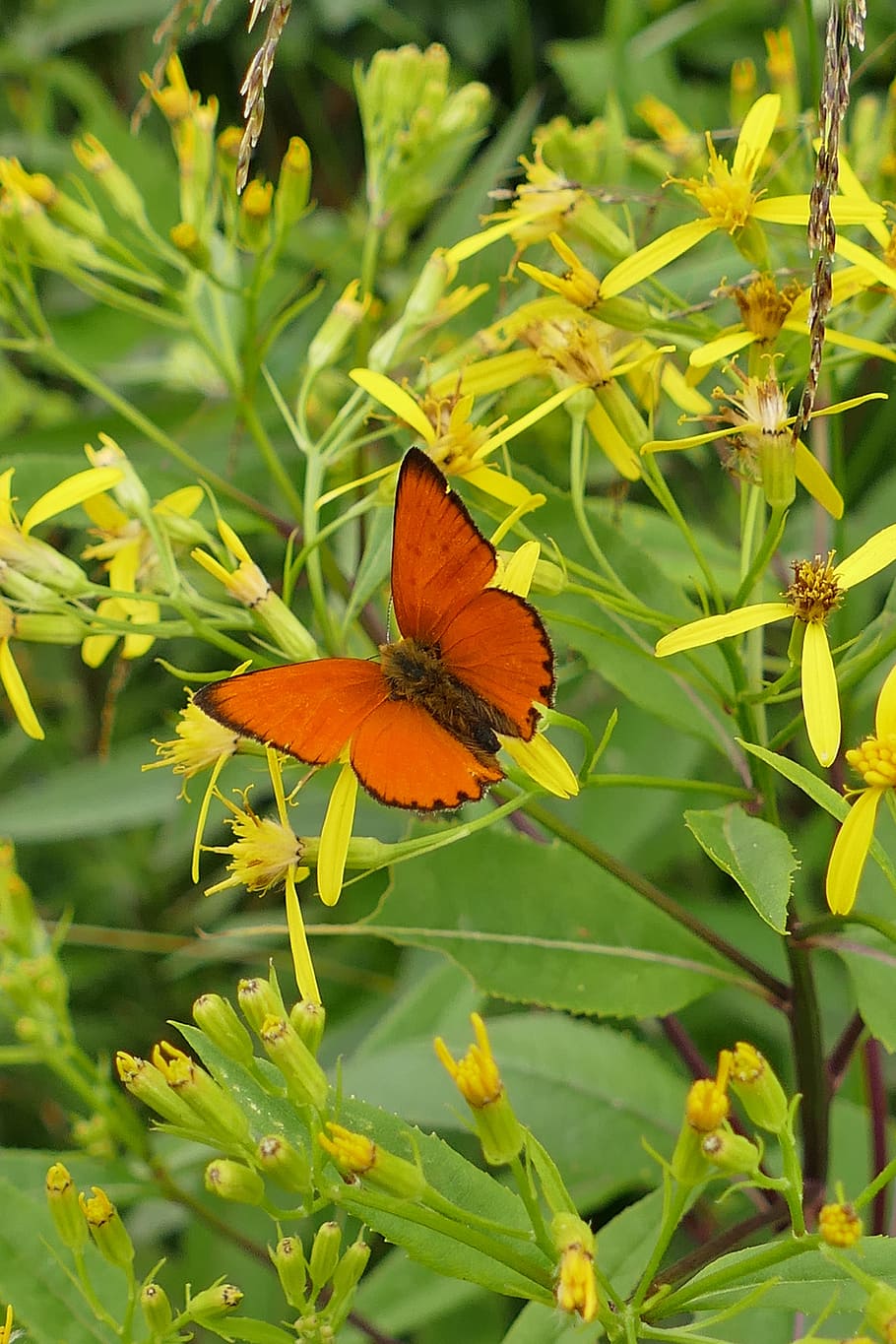 close, butterfly, forest plant, beauty in nature, plant part HD wallpaper