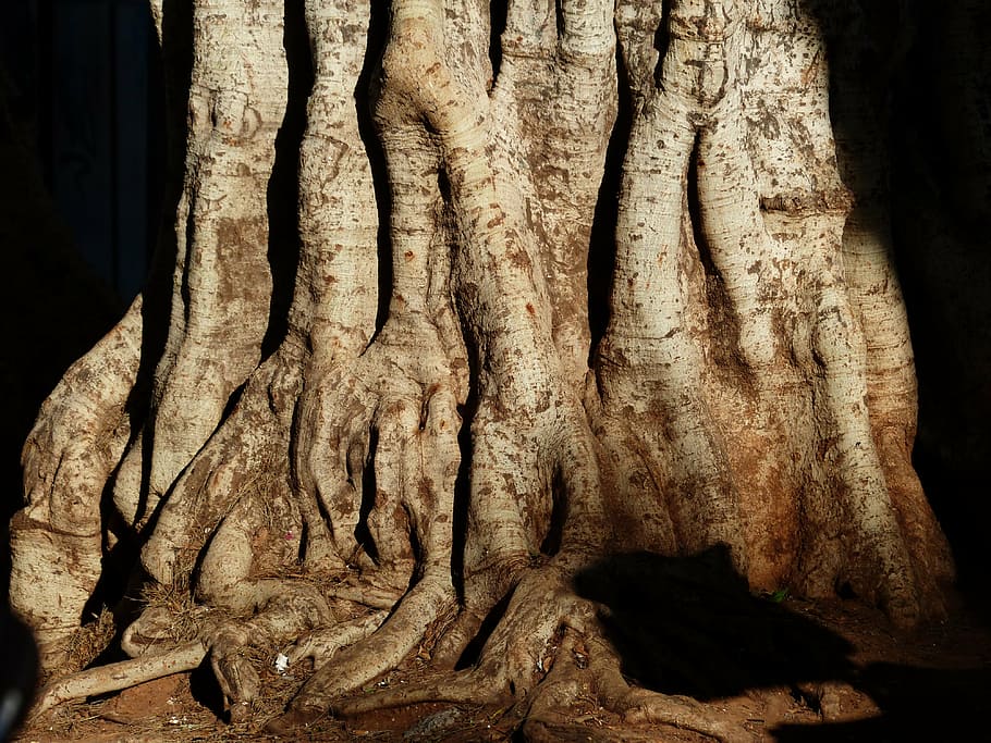 oak, roots, tree, trunk, nature, tree trunk, close-up, textured HD wallpaper