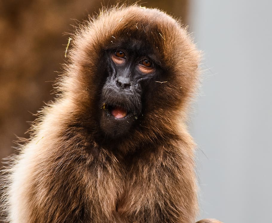 monkey, zoo, wilhelma, primate, one animal, mammal, animal wildlife HD wallpaper