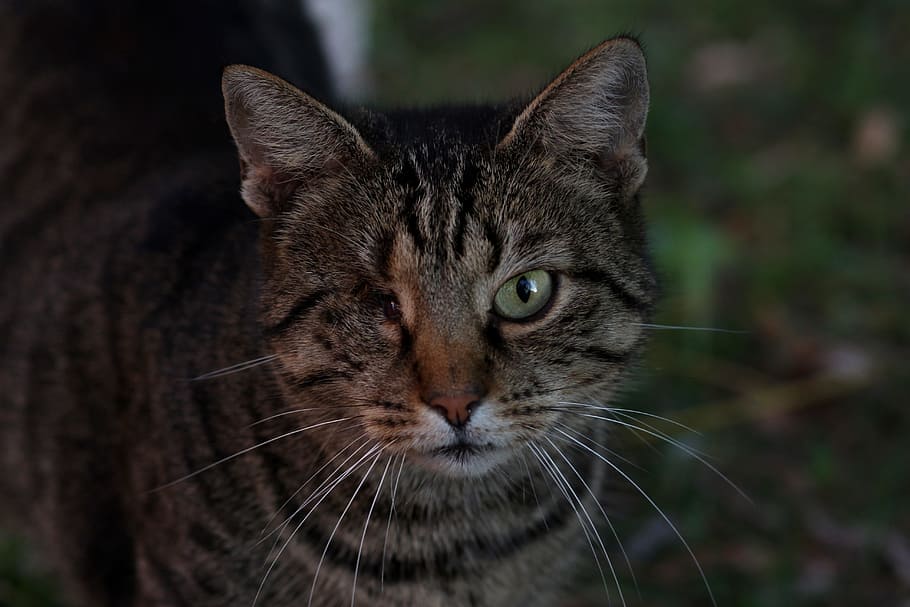 cat, dim, about, eye, one animal, mammal, feline, whisker, domestic cat HD wallpaper
