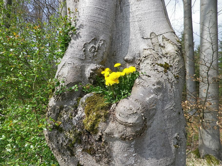 dandelion, yellow, flower, tree, grown, forest, green, promenade HD wallpaper