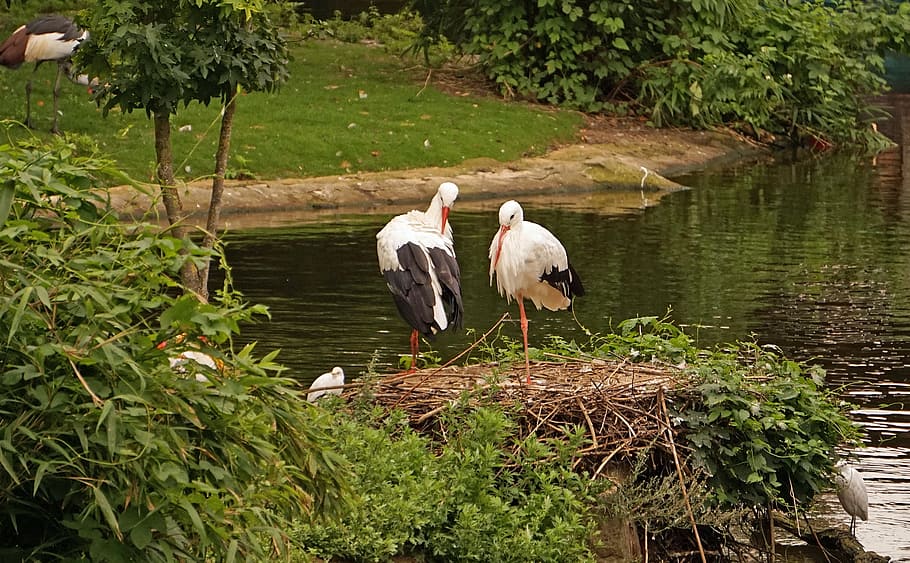 stork, nest, storchennest, bird, rattle stork, white stork, HD wallpaper