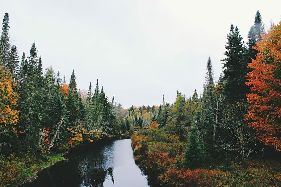river in the surrounding trees, untitled, autumn, fall, forest HD wallpaper