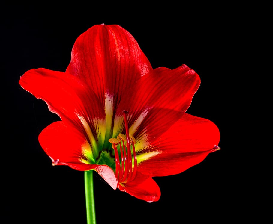 blossom, bloom, flower, red, flowering plant, freshness, vulnerability HD wallpaper