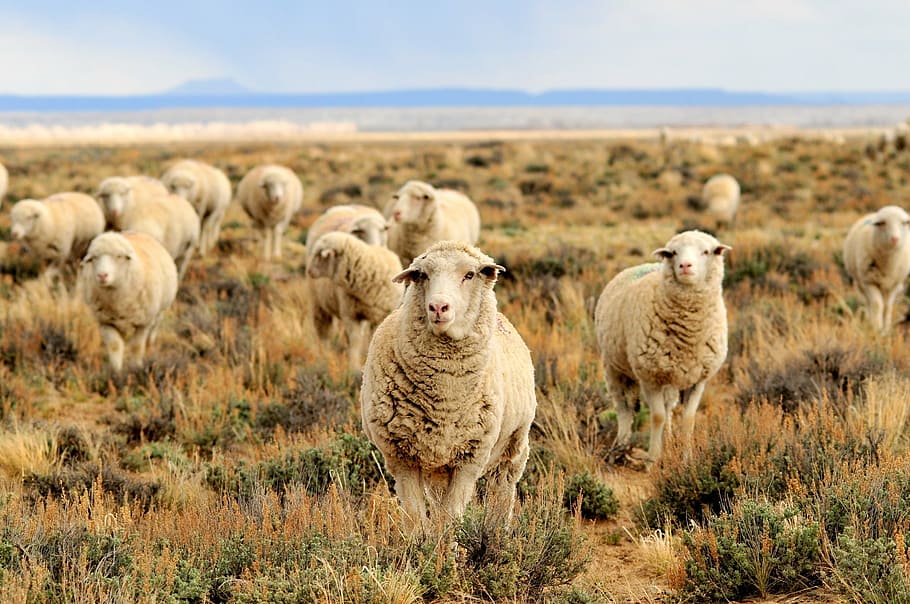 herd of sheep grazing on field, pasture, grass, landscape, livestock HD wallpaper