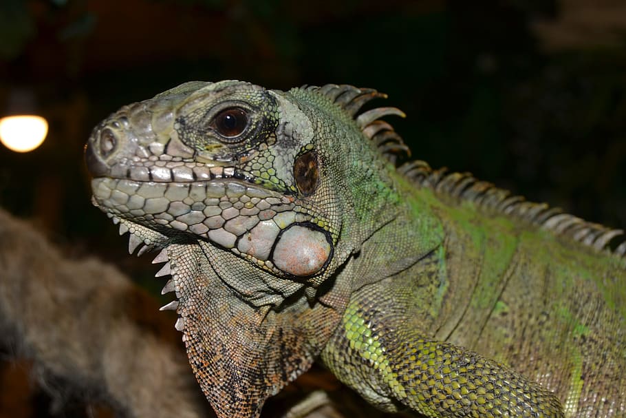 Reptile, Terrarium, Creature, Lizard, close, green, animal HD wallpaper