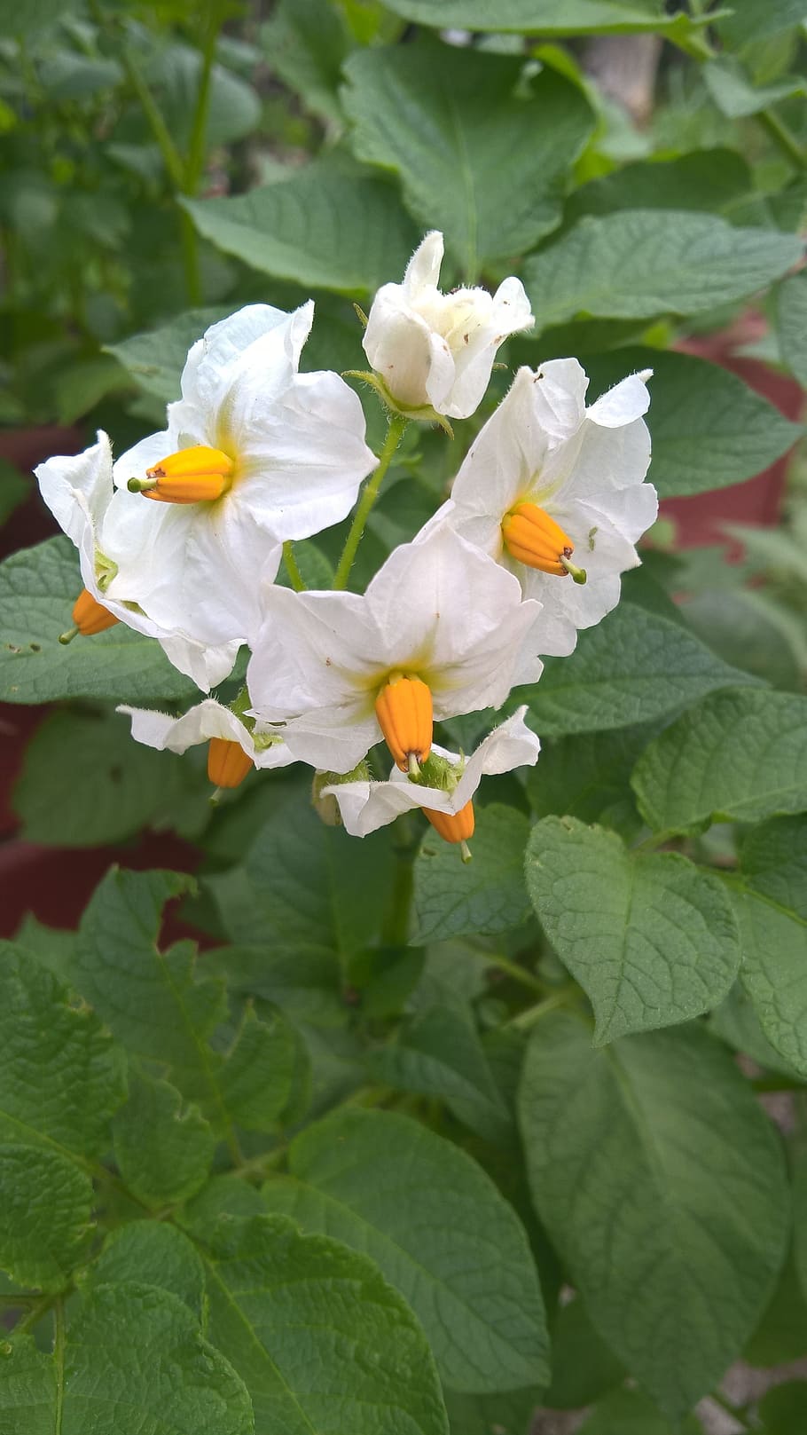 flower, potatoes, white, flowering plant, leaf, plant part HD wallpaper