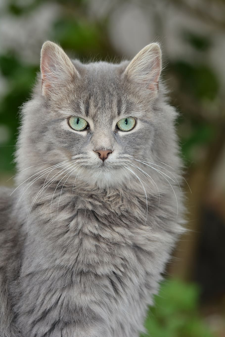 cat, gray, pearl, domestic, feline, domestic animals, pets HD wallpaper
